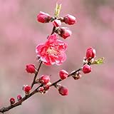 ＩＴＡＮＳＥ 花梅 矢口桃(ヤグチモモ) 4～5号 1個売り【品種で選べる花木苗】学名：Prunus persica cv. Yaguchi/バラ科モモ属 耐寒性落葉高木/原産地：中国/開花期：3月●八重咲きで濃い桃色の花を咲かせる花梅。矢口桃は早咲きの品種で、3月に花を咲かせるため、ひな祭りの飾りとしてよく利用されます。また、立性の形状を持つため、庭や公園などでの観賞用として適しています。
