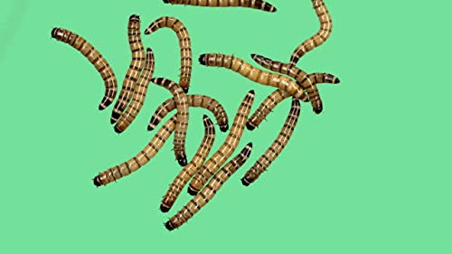 100 Live Superworms by DBDPet | Live Arrival is Guaranteed