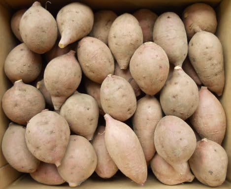 ��q���Y ���[���g2S�T�C�Y5kg����