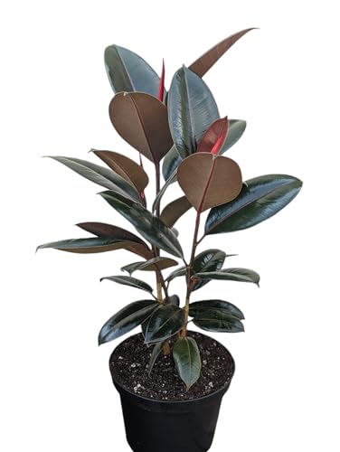 Comparison: Best Pots For Rubber Plants 9 Burgundy Rubber Plant, 8 inch Pot, Live Indoor Ficus Elastica Tree, 2-3 Feet Tall