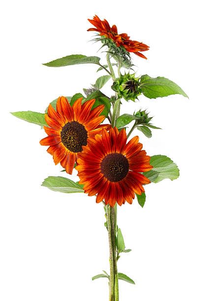 Pacino Mix Sunflower Seeds for Flower Garden Setup-picture-20