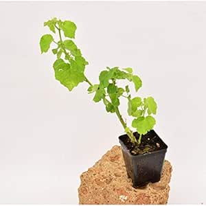 Pianta Papiro In Vaso 7cm - Altezza 10-25cm, Verde Brillante, Per Laghetti E Giardini - Foto 2