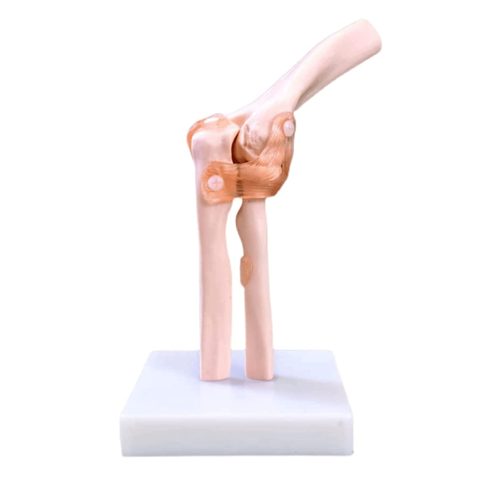 GTHTUHFD Skeleton Model Anatomy Model Human Elbow Joint Model Skeletal Ligament Model Organs Model Medical?Model Human Model Human Anatomy Model