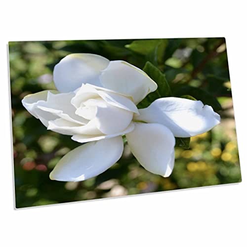 3dRose Natures Expression of a Gardenia - Desk Pad Place Mats