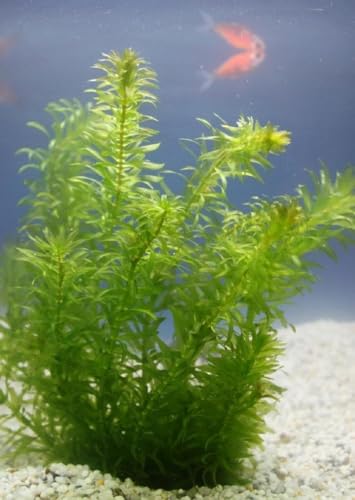 WASSERPFLANZEN WOLFF - 1 Topf schöne Dichtblättrige Argentinische Wasserpest/Egeria Densa Sauerstoffpflanze für Kaltwasser und Warmwasser Aquarium - perfekt zum Mikroskopieren