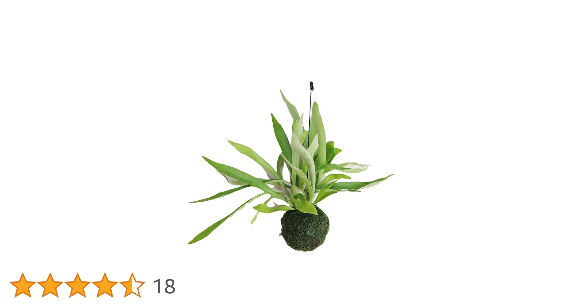 Amazon｜コウモリラン ビカクシダ ワイヤー付 苔玉 観葉植物