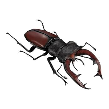 ヨーロッパミヤマクワガタ　78mm 標本 ウクライナ産 ヨーロッパミヤマクワガタ ペア 野外採集品