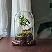 NCYP Glass Cloche Dome with Air Hole and Base, 5.9 x 5.9 x 8.2 Inches, Clear Terrarium Planter for Carnivorous Plants, Small Cactus, Succulents, Venus Flytrap, Tabletop Decoration (No Plants)