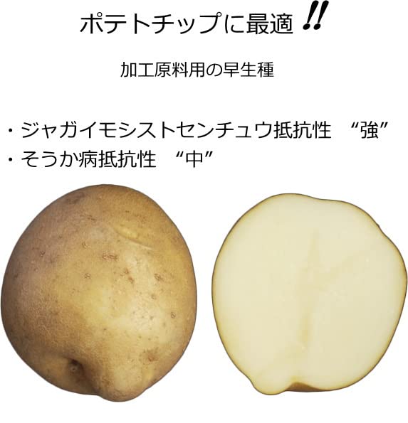 じゃがいもん Amazon.co.jp: じゃがいも・オホーツクチップ 種芋 500g L～S