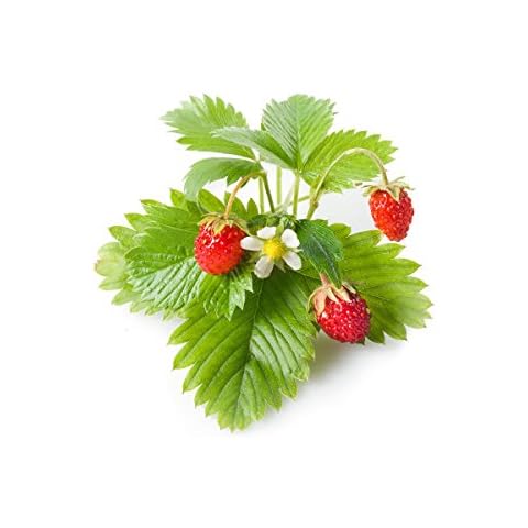 Click and Grow Smart Garden Wild Strawberry Plant Pods, 9-Pack Cover