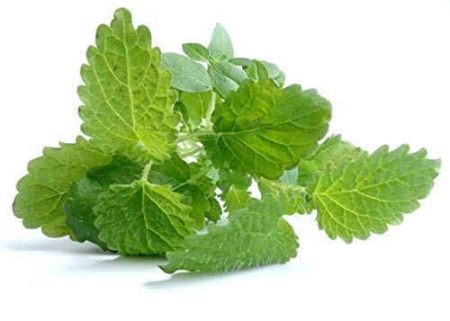 Lemon Balm Herb Seeds - 25 Count Seed Pack - Non-GMO - a mild Lemon Aroma herb from The Mint Family, Used in teas and as Seasoning in Many Dishes. - Country Creek LLC