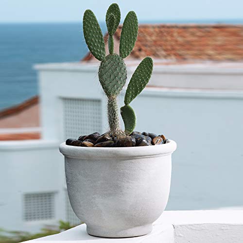 Crescent Garden Agave Planter, Charming Old-World Plant Pot, 14-Inch (Weathered Stone) #TOP2