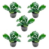 SubstrateSource Anubias Live Aquarium Plants - Potted Freshwater Plant for Fish Tanks, Terrariums - Beginner Friendly Low Light (Barteri, 5 Pots)