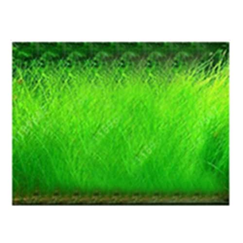 Saterkali Graines d'herbe d'eau d'aquarium, 100pcs graines d'herbe d'eau d'aquarium décor de paysage de plante hydrophile de réservoir de poissons Grosses...