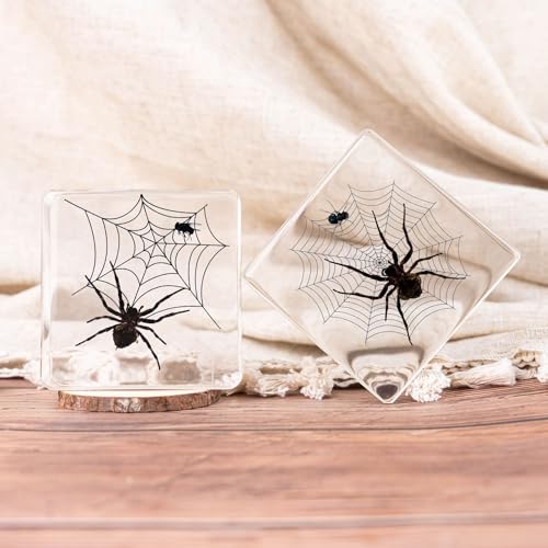 Image of 3pcs Taxidermy Spiders, Real Insect Bug Spiders Specimen in Resin, Clear Sealed for Closer-Look & Study in Healthy, Science Educational Classroom Specimens, Unique Amazing Gift (3.0x3.0x0.8-inch)