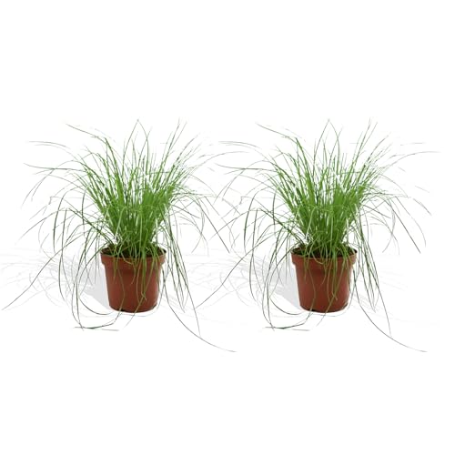 DutchLeafs Cyperus Zumula Echtes Katzengras 2 Stück - Topf 12 cm - Frisches Katzengras für Katzen Fertig Gewachsen Zyperngras Ungiftig Pflegeleichte...