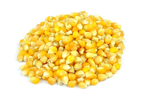 Popping Corn Kernels 3kg (BWFO) - Image 4