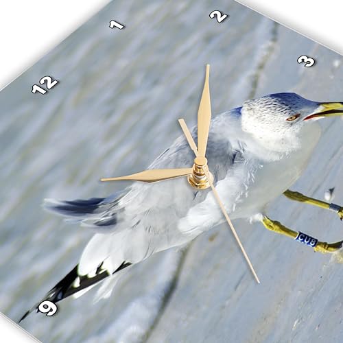 Reloj de pared 3dRose Seagull 13x13 pulgadas miniatura 3