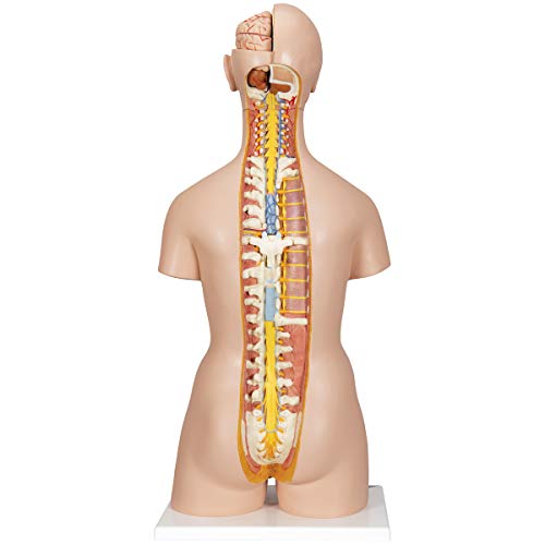 Image of 3B Scientific B35 Deluxe Dual-Sex Torso opened back 28-part - 3B Smart Anatomy