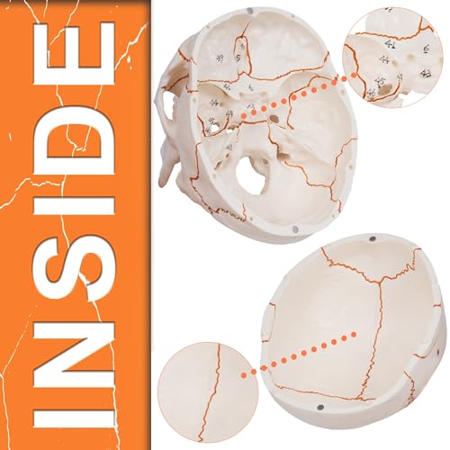 Image of breesky Anatomy Skull Model of Medical: 3-Parts Numbered Removable Anatomical Skull Model - Mini Human Skull Anatomical Model for Medical Research.