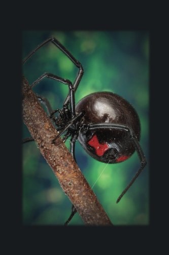 Black Widow: JOURNAL LOG DOODLE SKETCH DRAWING NOTE BOOK NO LINES UNRULED 6" x 9" 186 PAGES BLANK