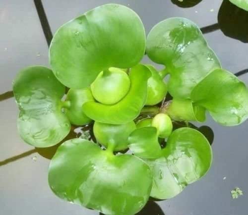 Aqualeaf Aquatics Floating Plants For Water Gardens And Ponds  thumb #1