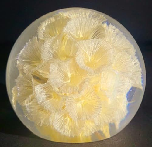 Image of 60mm Real White Windmill Fruit Starflower Flower Pincushion Seeds in Clear Lucite Resin Paperweight Ball Scabiosa Stellata Anniversary Wedding Valentine Mother's Day Gift Herbarium Display Collection