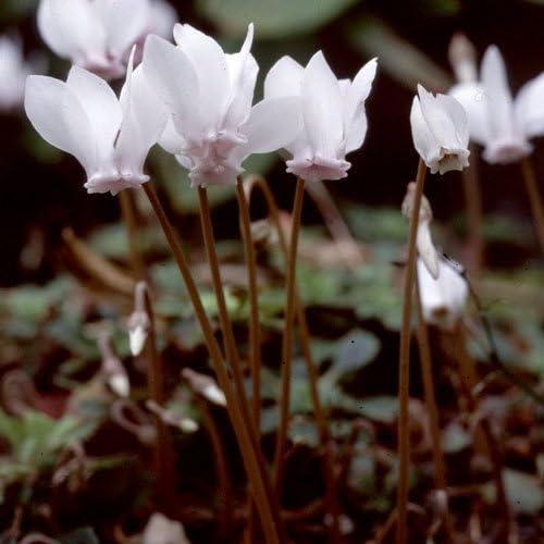 Plant World Seeds - Cyclamen Hederifolium Album Seeds (Alpine Plant Seeds)