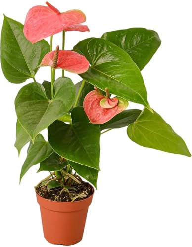 Image of Anthurium Live Plant with Plastic Pot | Air Purifying Flamingo Flower Plant | Rare Laceleaf Indoor Decorative Plant for Home Office