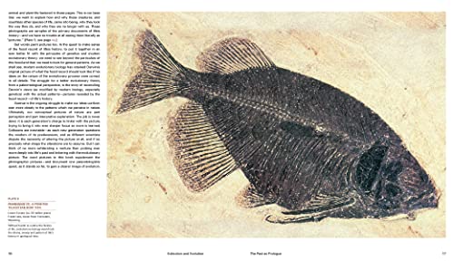 Extinction And Evolution: What Fossils Reveal About The History Of Life #TOP5