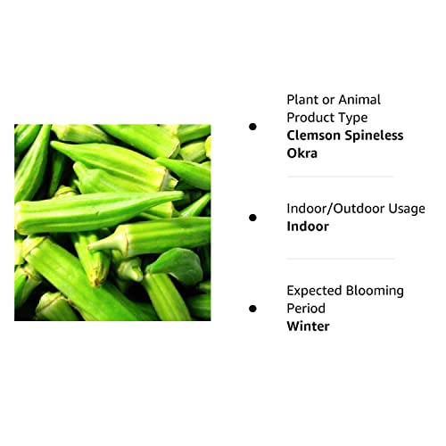 100 Clemson Spineless Okra Seeds for Planting Non GMO Heirloom Seeds Fresh Garden Seed - Thumbnail 3