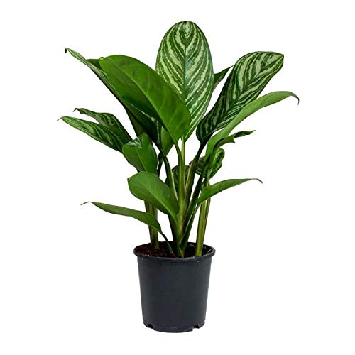 Aglaonema Stripes - Plant-image-33