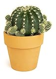 Cactus Plants Live in Clay Cactus Plant Pot, Live Cactus Potted in Cactus Soil Potting Mix, Live Mini Cactus Succulents Plants Live Cacti, Cactus Live Succulents in Succulent Pot by Plants for Pets