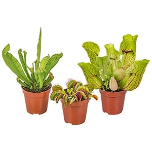 Set vleesetende planten mix per 3 stuks | Binnen- en buitenplant in kwekerspot ⌀6 cm – ↕5-10cm