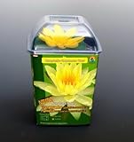 WFW wasserflora Seerose GELB/Nymphaea Gelb im Kokosfasertopf, direkt einsetzbar