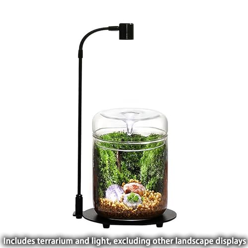Glass Plant Terrarium 4.7"X7" Inches Succulent Air Planter Fern Moss Micro-Landscape Vase for Home Office Tabletop Decoration Container with Lid Indoor Wardian Copyright Patent(with Light)