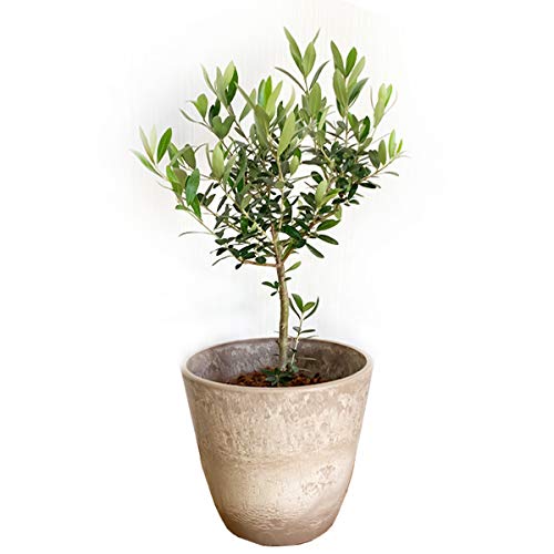 I[u̖ {^j[|bg x[W Vf p Mtg ϗtA I[u V{c[ LO