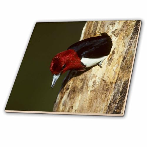 3dRose Red-Headed Woodpecker exiting nest Cavity, Illinois 8 Inch Ceramic Tile