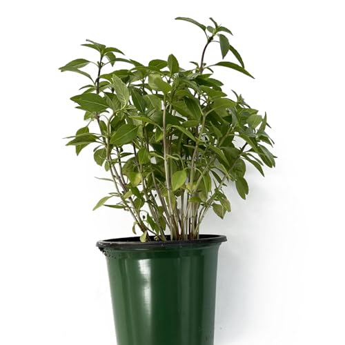 Live Sweet Thai Basil Plant in a 4 Pot - Ocimum Tenuiflorum Culinary Delight for Home Garden and Kitchen - Green Aromatic Perennial Foliage Ready to Plant - Easy to Care (1)