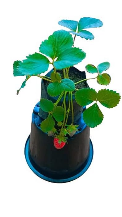 See full amazon price history chart for OhhSome Strawberry Plant (Sweet Charlie Jharaber,) -(1 Plant) OhhSome Strawberry Plant (Sweet Charlie Jharaber,) -(1 Plant) (B0C7VST794) Amazon Price History, Amazon Price Tracker