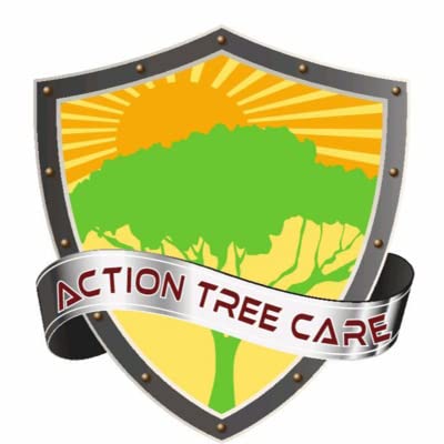 Hurricane Season is Here. How to Prepare Your Trees for A Hurricane with Action Tree Care