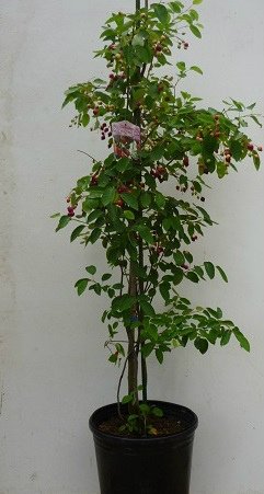 Amazon ジューンベリー 樹高1 2m前後 21cmポット 株立ち 春に白い花が咲き ６月ごろ実がなります 苗木 植木 苗 庭木 生け垣 1本 1 植木