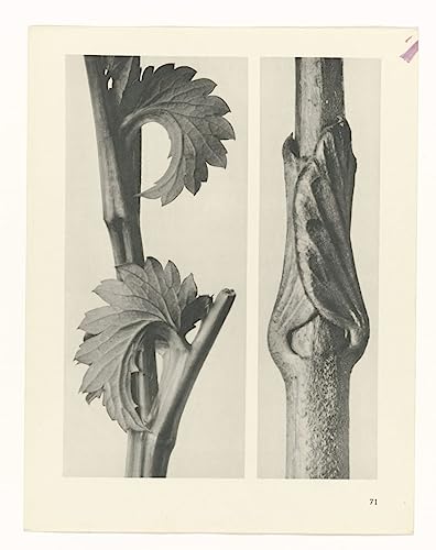 Tableau Botanical Canvas Art Karl Blossfeldt impression sur toile vintage 60x90cm
