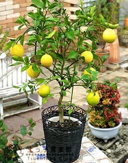 Amazon.co.jp: トゲなしレモン 8号鉢植え 接ぎ木苗 大苗 : DIY・工具 