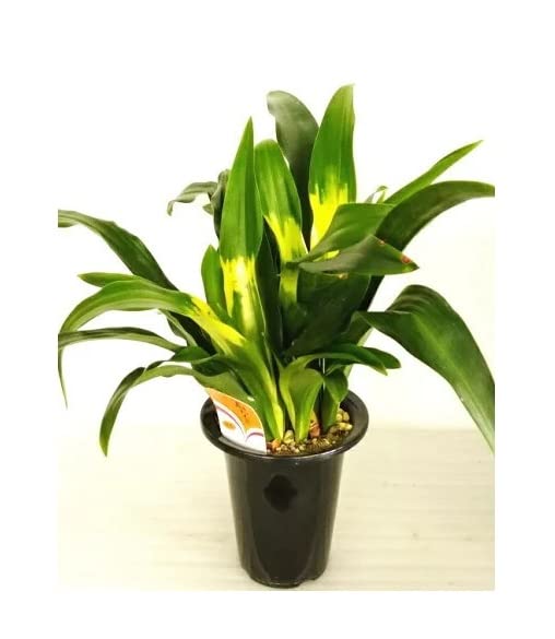 Amazon | オモト（万年青） 黄斑（5.5号） | 鉢