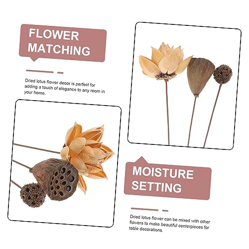 Tallos de loto secos decorativos naturales miniatura 3
