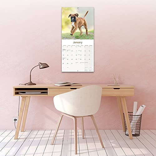 Boxer Puppies Calendar 2024, 12"W x 24"H - Image 4