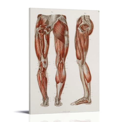 Impression sur toile moderne d'anatomie humaine comme peinture décorative de salon