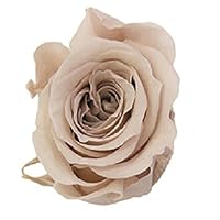 Amazon.co.jp: フロールエバー ピッコラブロッサムローズ 