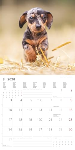 Alpha Edition - Welpen Kalender 2026 – Wandkalender 30x30 cm (30x60 cm geöffnet) – Für Hundeliebhaber – 12 süße Hundefotografien, viel Platz für Notizen, mit Feiertagen & Ferienterminen: Puppies
